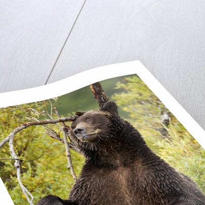 Brown Bear, Katmai National Park, Alaska by Anonymous