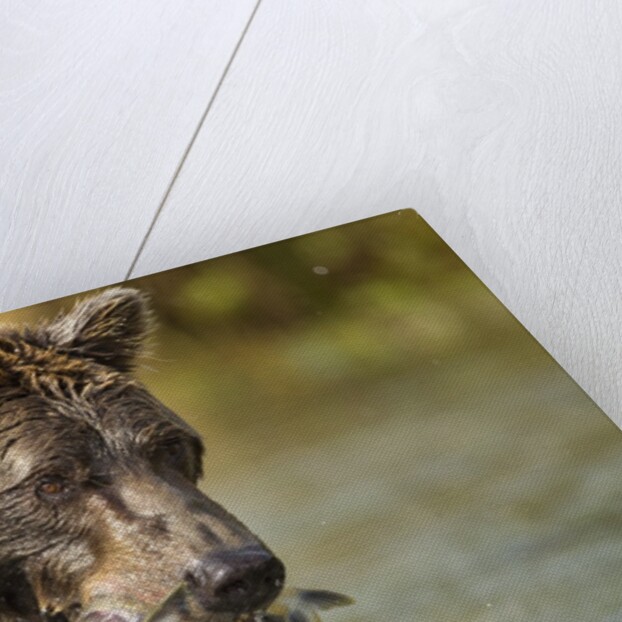 Brown Bear, Katmai National Park, Alaska by Anonymous