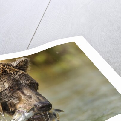 Brown Bear, Katmai National Park, Alaska by Anonymous