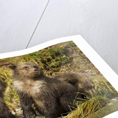 Brown Bear, Katmai National Park, Alaska by Anonymous