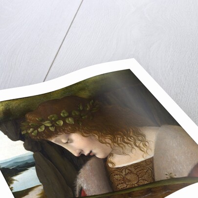 Narcissus by Anonymous