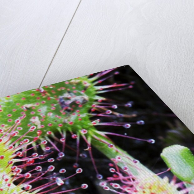 Round Leaved Sundew by Anonymous