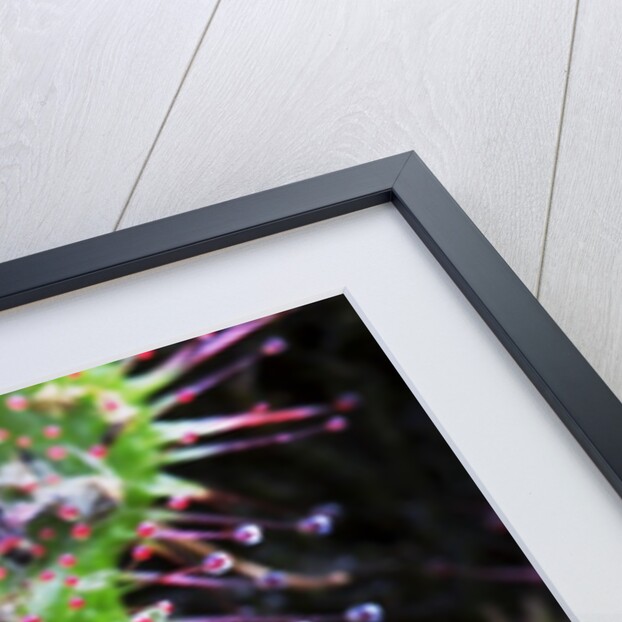 Round Leaved Sundew by Anonymous