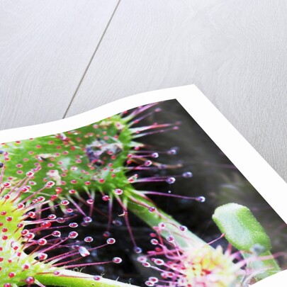 Round Leaved Sundew by Anonymous