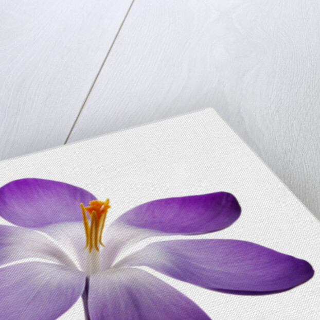 Crocus vernus, Giant Spring Crocus by Anonymous