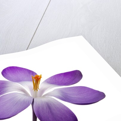 Crocus vernus, Giant Spring Crocus by Anonymous