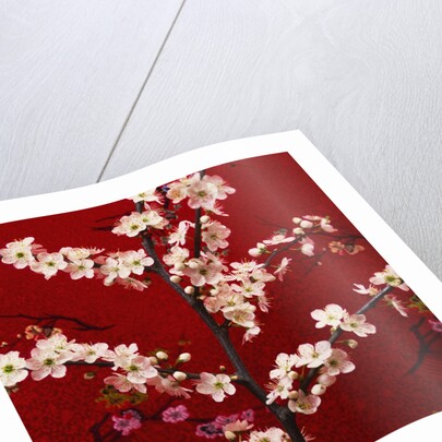 Prunus, Cherry Tree by Anonymous