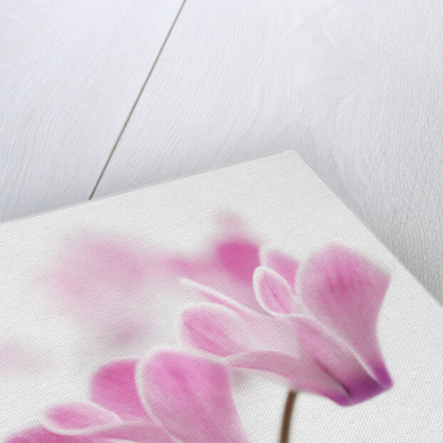 Cyclamen 'Alpine Violet' by Anonymous