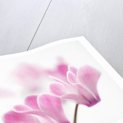 Cyclamen 'Alpine Violet' by Anonymous