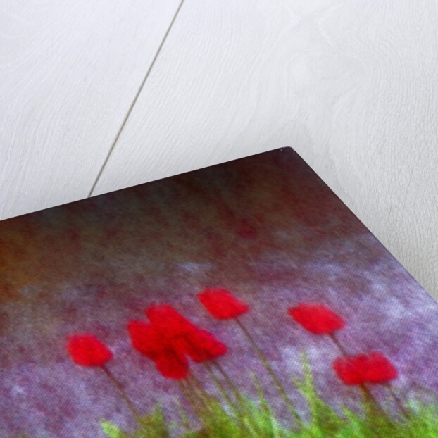 Red tulips by Anonymous