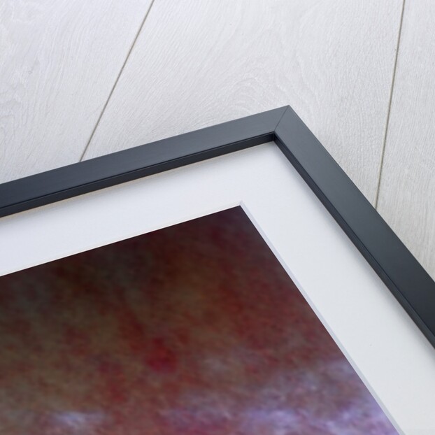 Red tulips by Anonymous