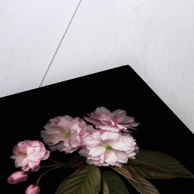 Prunus cerasus, Sour Cherry by Anonymous