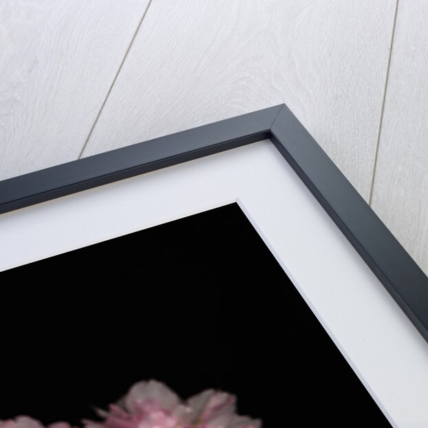 Prunus cerasus, Sour Cherry by Anonymous