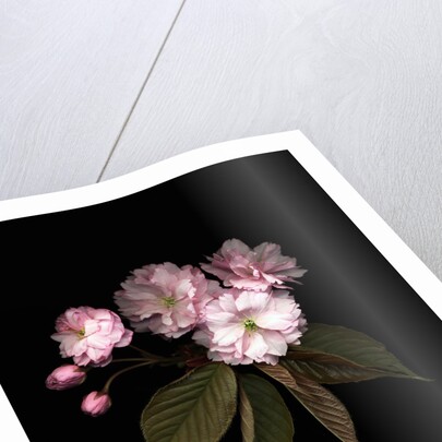 Prunus cerasus, Sour Cherry by Anonymous