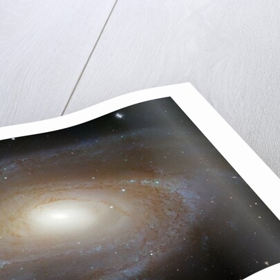 M81 Spiral Galaxy by Anonymous