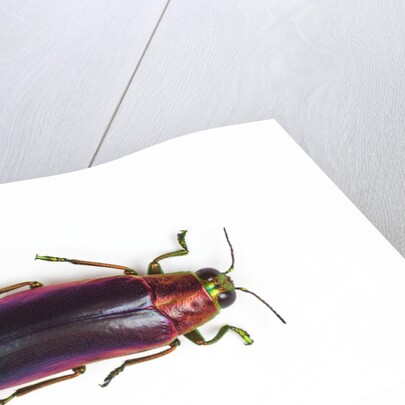 Jewel Beetle Chrysochroa fulminanas nishiyanai close-up as viewed from above by Anonymous