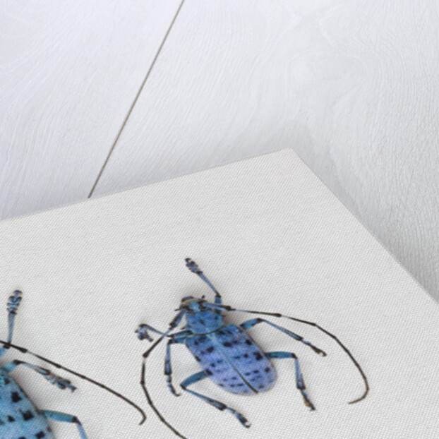 Horned Beetle Pseudomyagrus waterhousei in light blue coloration larger female and smaller male by Anonymous
