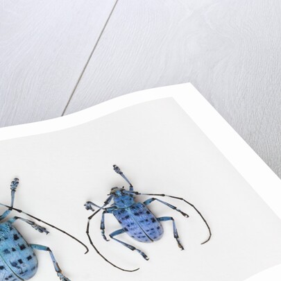 Horned Beetle Pseudomyagrus waterhousei in light blue coloration larger female and smaller male by Anonymous