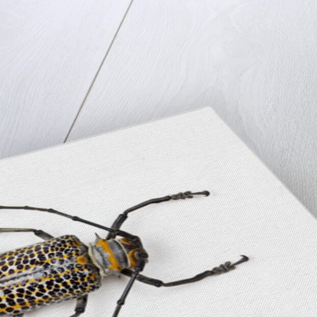 Horned beetle Rosenbergia straussi close-up view by Anonymous