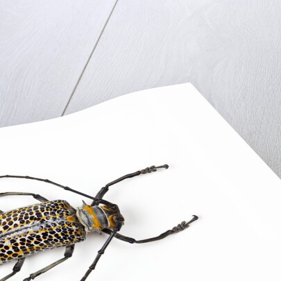 Horned beetle Rosenbergia straussi close-up view by Anonymous