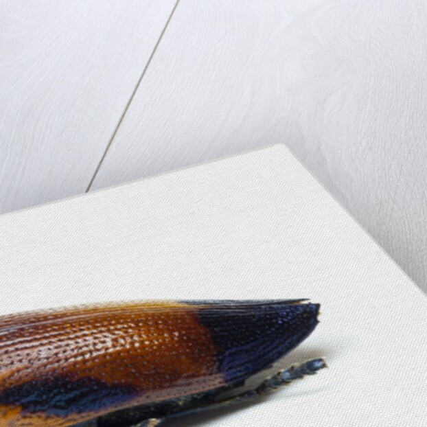 Jewel beetle Sternocera hunteri close-up side view by Anonymous