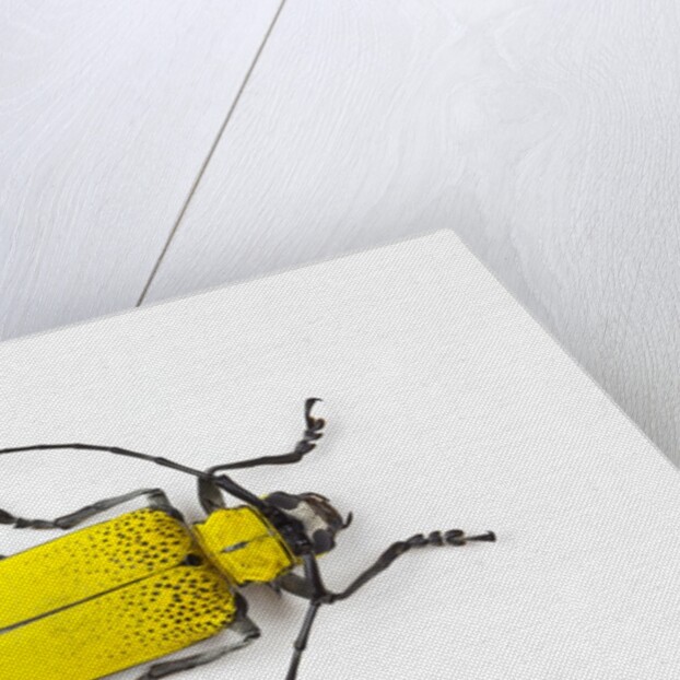 Horn Beetle Celosterna pollinosa by Anonymous