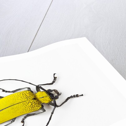 Horn Beetle Celosterna pollinosa by Anonymous