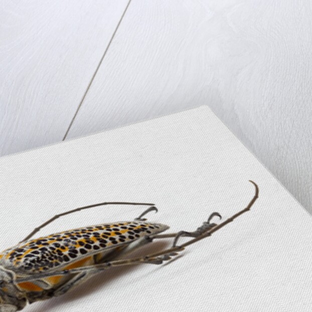 Male long horn beetle Rosenbergia straussi side view by Anonymous
