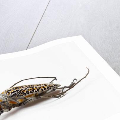 Male long horn beetle Rosenbergia straussi side view by Anonymous
