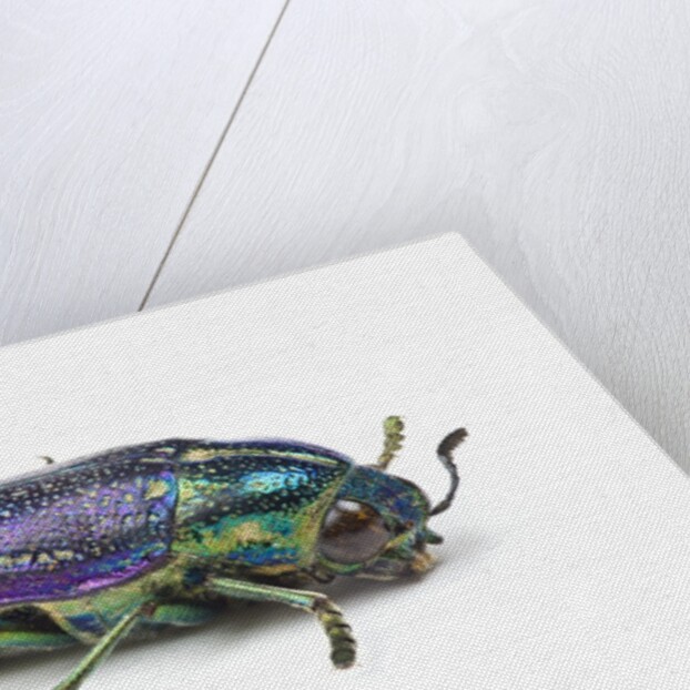 Jewel Beetle Amblysterna natalensis close-up side view on white background by Anonymous