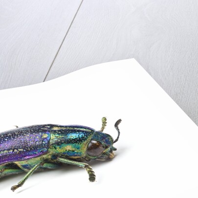 Jewel Beetle Amblysterna natalensis close-up side view on white background by Anonymous