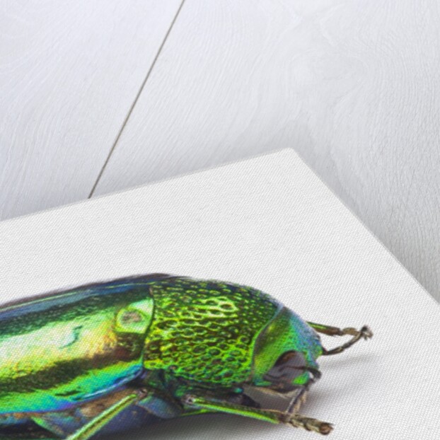 Jewel Beetle Sternocera aequisignata in bright green by Anonymous