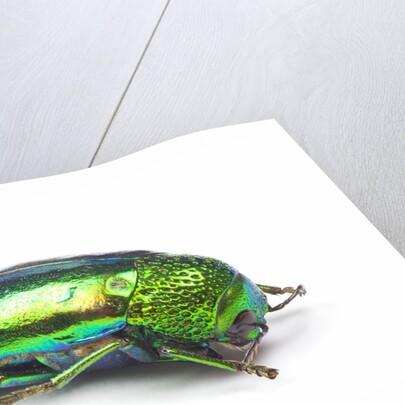 Jewel Beetle Sternocera aequisignata in bright green by Anonymous