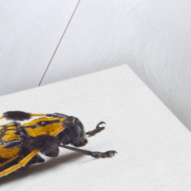 Long Horned Beetle Aristobia approximator, Male smaller and female larger by Anonymous