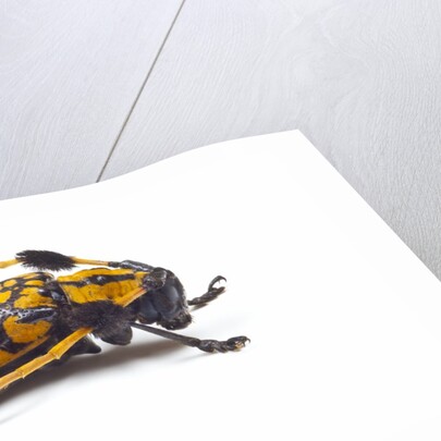 Long Horned Beetle Aristobia approximator, Male smaller and female larger by Anonymous
