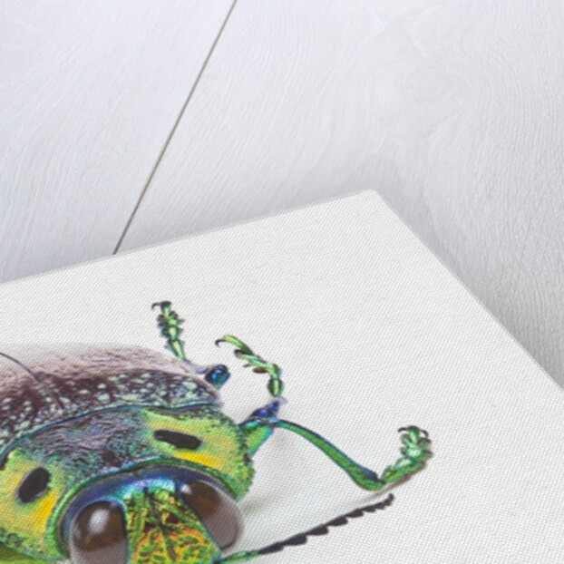 Jewel Beetle Lampropepla rothschildi with false eyes by Anonymous