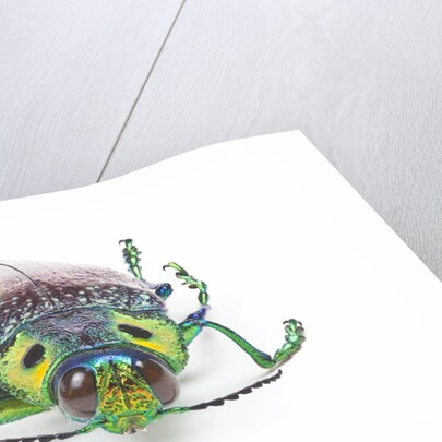 Jewel Beetle Lampropepla rothschildi with false eyes by Anonymous