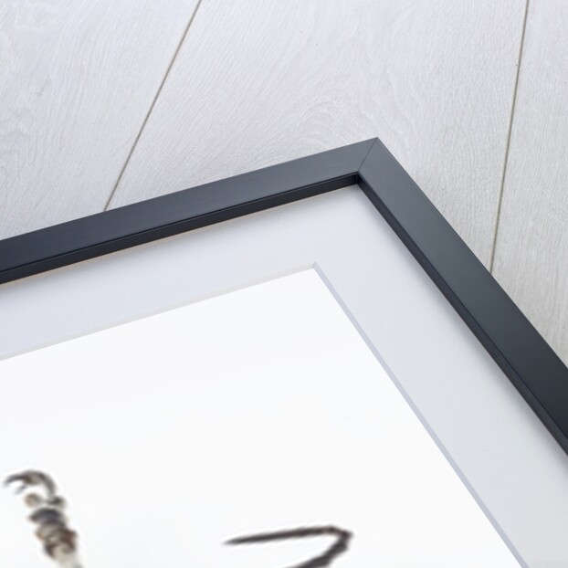 Horn Beetle Celosterna pollinosa by Anonymous