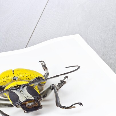 Horn Beetle Celosterna pollinosa by Anonymous