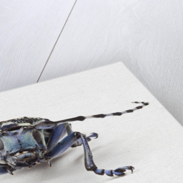 Long Horned Beetle Aristobia approximator, Male smaller and female larger by Anonymous