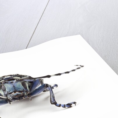 Long Horned Beetle Aristobia approximator, Male smaller and female larger by Anonymous