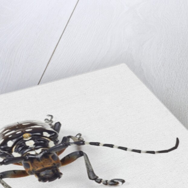 Head on view of Trenetica lacrymans a long horned beetle by Anonymous