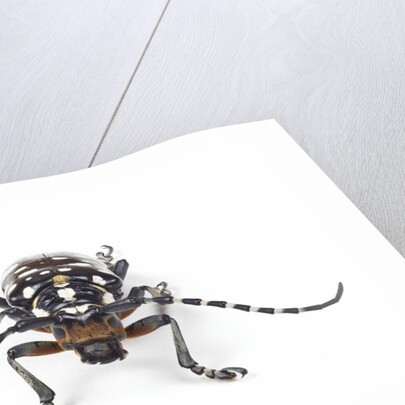 Head on view of Trenetica lacrymans a long horned beetle by Anonymous
