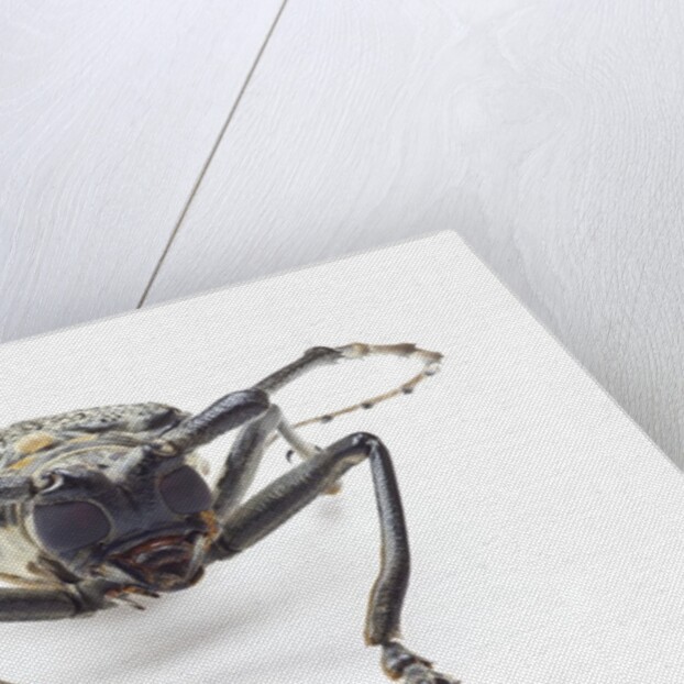 Horned beetle Rosenbergia straussi close-up view head on by Anonymous