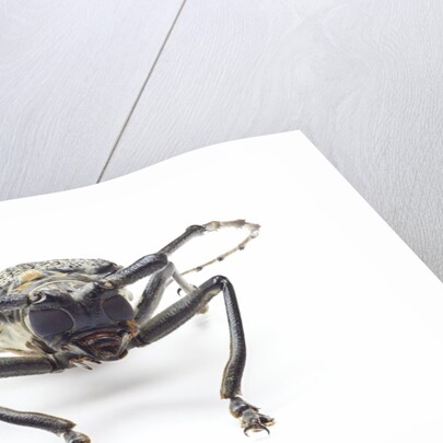 Horned beetle Rosenbergia straussi close-up view head on by Anonymous