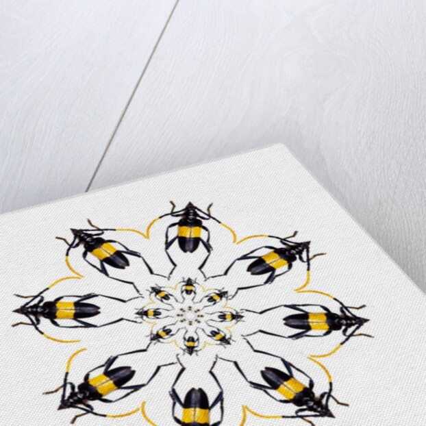 Pachyteria sumatrana long horn beetle circular design by Anonymous