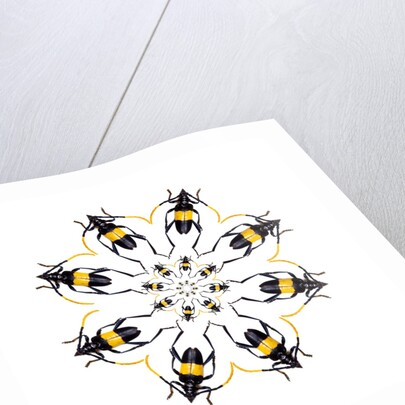 Pachyteria sumatrana long horn beetle circular design by Anonymous