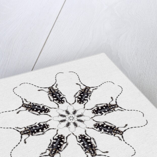Circular Long Horn Beetle Design of Threnetica lacrymans by Anonymous