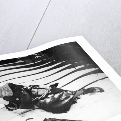 1950s woman lying on snow covered steps fall accident slip expression of pain by Anonymous
