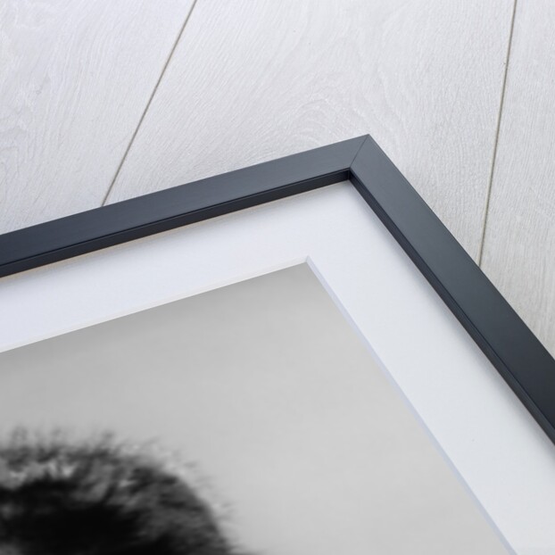 1960s baby wearing coonskin hat by Anonymous